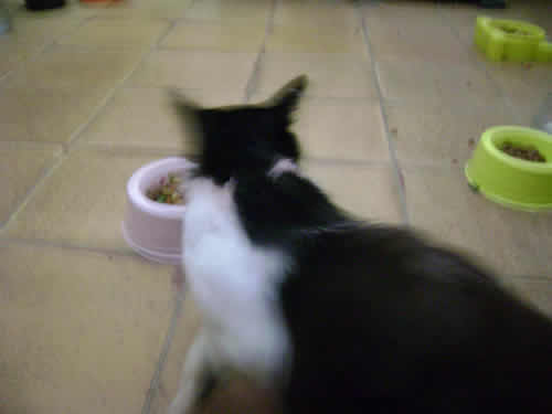 mae1